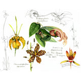 FLOWERS and PLANTS of Southeast Asia - Sketches and Paintings