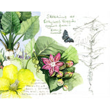 FLOWERS and PLANTS of Southeast Asia - Sketches and Paintings
