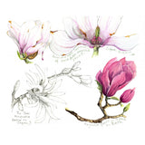 FLOWERS and PLANTS of Southeast Asia - Sketches and Paintings
