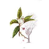 Portraits of Trees of Hong Kong and Southern China