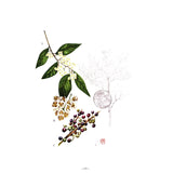 Portraits of Trees of Hong Kong and Southern China