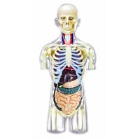 8" Transparent Torso Anatomy Model