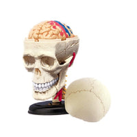 Cranial Nerve Skull Anatomy Model