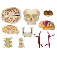 Cranial Nerve Skull Anatomy Model