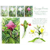 FLOWERS and PLANTS of Southeast Asia - Sketches and Paintings