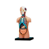 Human Body Anatomy Model-Small Torso