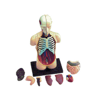 Human Body Anatomy Model-Small Torso